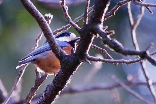 枝に止まる野鳥のヤマガラ 枝に止まる野鳥のヤマガラ 野鳥,ヤマガラ,鳥の写真素材