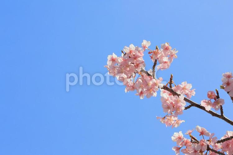 河津桜と青空２０２３その５ 桜,河津桜,さくらの写真素材