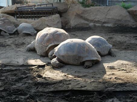 ゾウガメ 大島公園,動物園,動物の写真素材