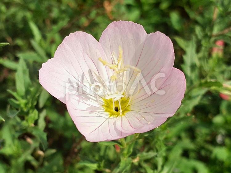 夕日に照らされる月見草 月見草,ツキミソウ,ヒルザキツキミソウの写真素材