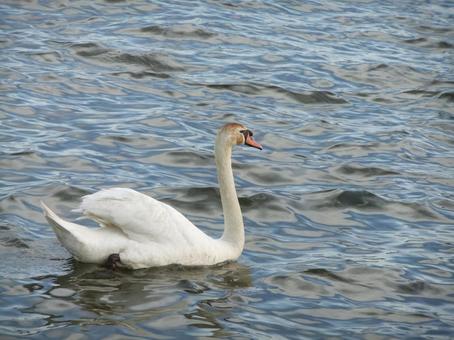 鳥　白鳥　湖　水面　白　バード　bird 鳥,白鳥,湖の写真素材