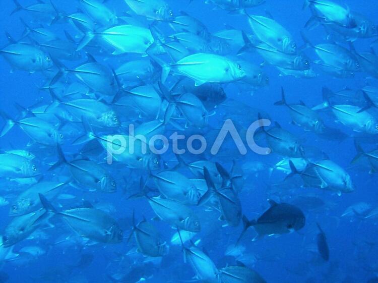 ギンガメアジのトルネード ギンガメアジ,アジ,魚の写真素材