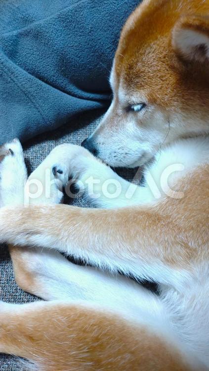 ぎゅっと小さくなって寝ている柴犬 犬,柴犬,しばいぬの写真素材