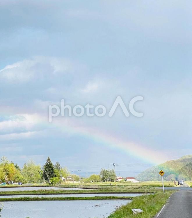 田植中に虹 田植え,虹,水田の写真素材