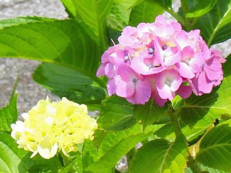 Japanese Flowers, JPG Japanese Flowers, JPG