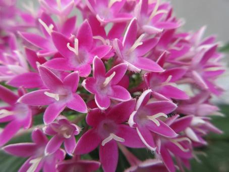 Pink Pentas 005, JPG Pink Pentas 005, JPG