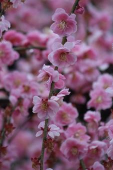 ウメの花 ウメの花 ウメ,花,植物の写真素材