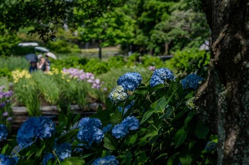 あげお花しょうぶ祭りの写真