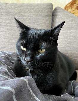 黒猫 黒猫の写真