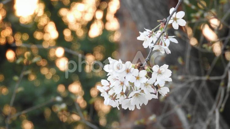 夕陽と桜 花,自然,木の写真素材