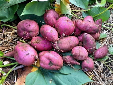 さつま芋の収穫＊秋の家庭菜園＊横 サツマイモ,芋ほり,さつまいも掘りの写真素材