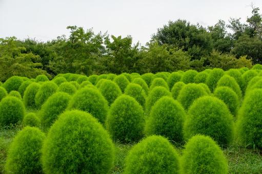 青々と茂るコキアの丘 青々と茂るコキアの丘の写真