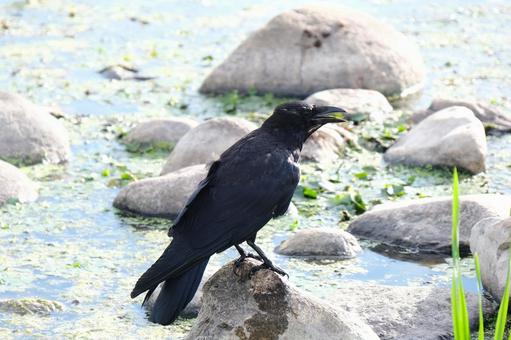 カラス カラスの写真