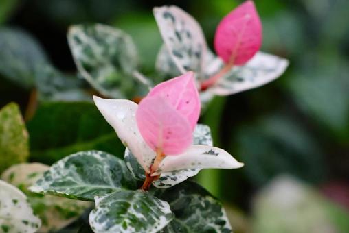 １０月上旬の庭のハツユキカズラの葉の写真