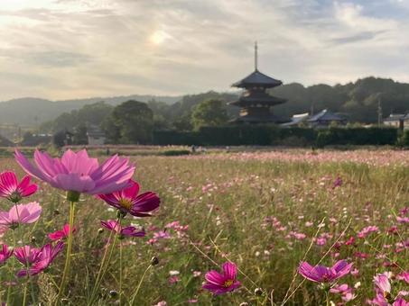 コスモスと古寺② コスモス,秋桜,秋の写真素材