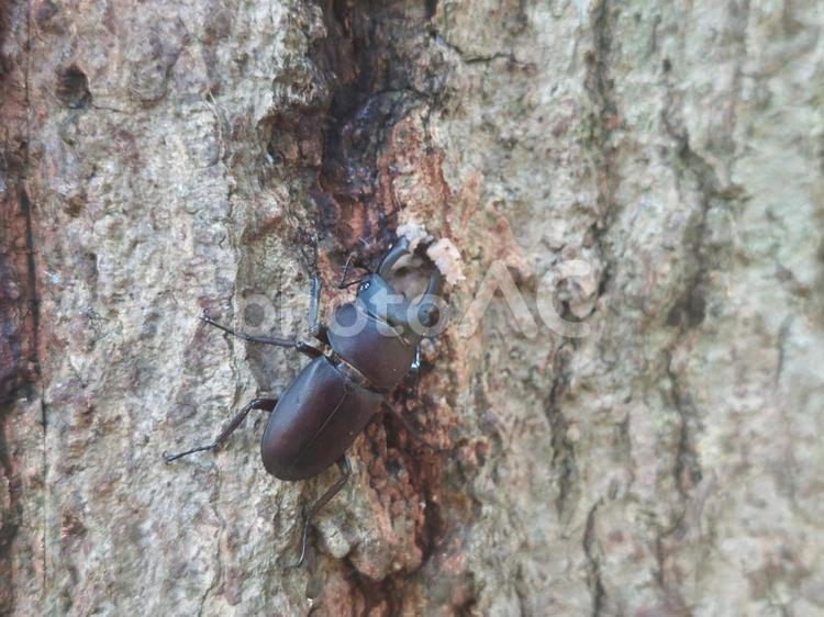 樹液を吸うコクワガタ コクワガタ,クワガタ,虫取りの写真素材