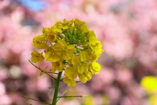 Close-up of Kawazu cherry blossoms and rape blossoms in full bloom, JPG