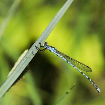 Narrow-spotted dragonfly, JPG Narrow-spotted dragonfly, JPG