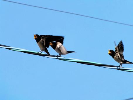 親鳥が近くに来て餌をねだる燕の子 親鳥が近くに来て餌をねだる燕の子 燕,燕の子,鳥の写真素材