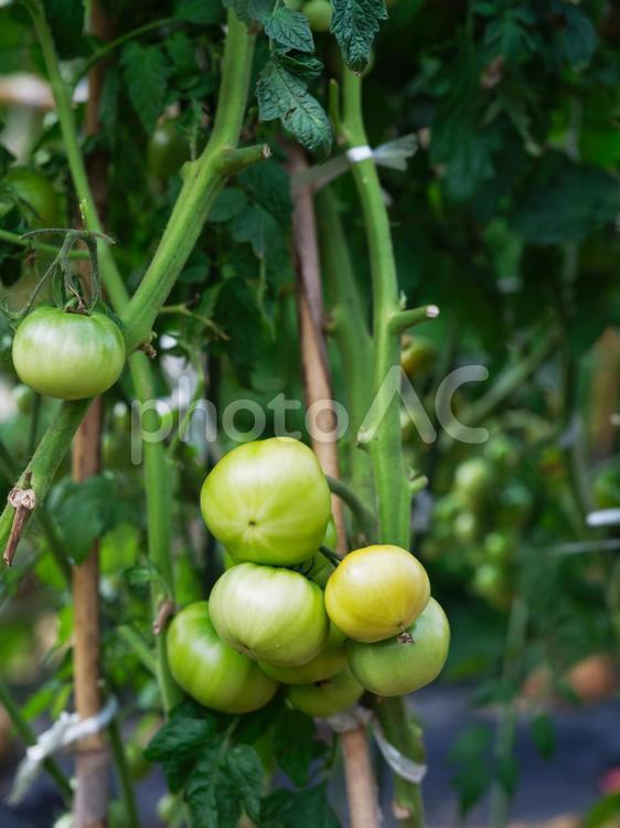 トマト畑 野菜,農園,トマトの写真素材