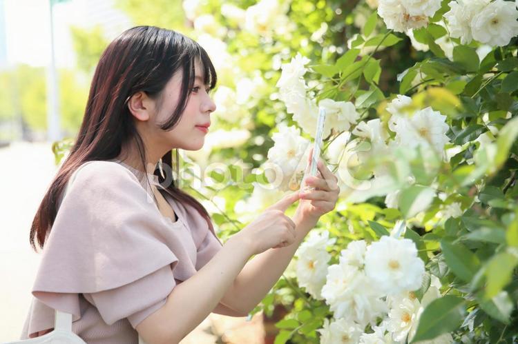 白いバラの写真を撮る女性 女性,20代,若いの写真素材