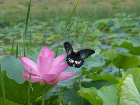 ハスの花a ハスの花aの写真