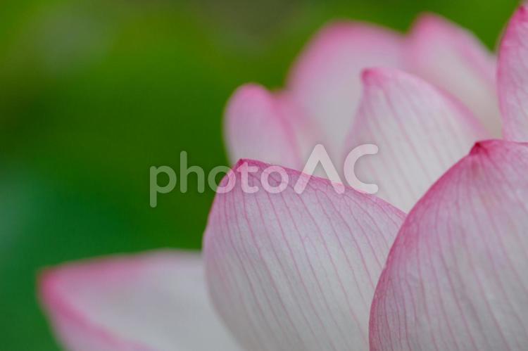 ハスの花びらにピントを合わせて 蓮,蓮の花,ハスの花の写真素材