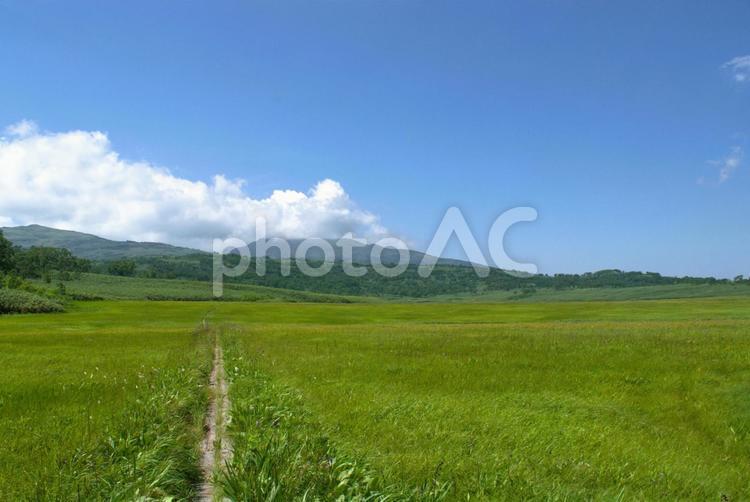 雨竜沼湿原の遊歩道と空 湿原,観光,自然の写真素材