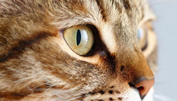 猫の顔 目のアップ 猫の顔 目のアップの写真