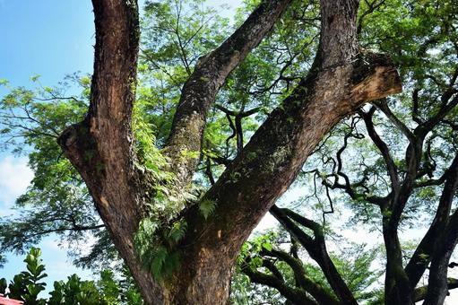 木 木の写真