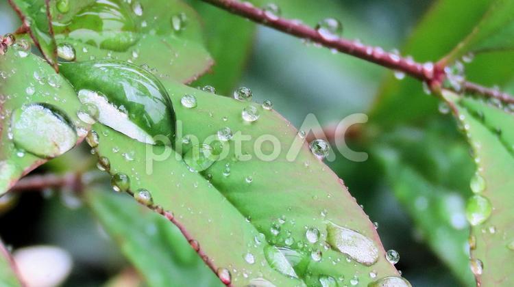 梅雨時に雨を弾く南天の葉 南天,葉,初夏の写真素材