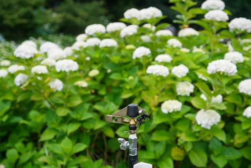 Photo, hydrangea, june, early summer, 