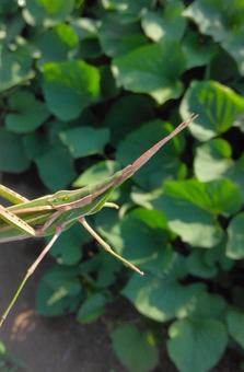 Short-horned grasshopper, JPG
