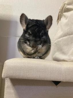 チンチラ てやんでぃ チンチラ てやんでぃの写真