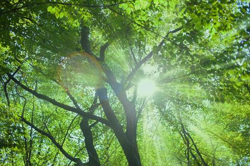 緑の木 太陽光 緑の木 太陽光 森,緑,木の写真素材