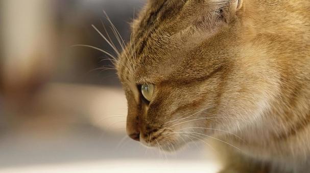 Stray cat face, JPG