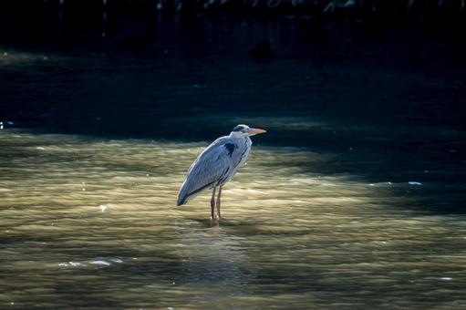 Grey heron by the water, JPG