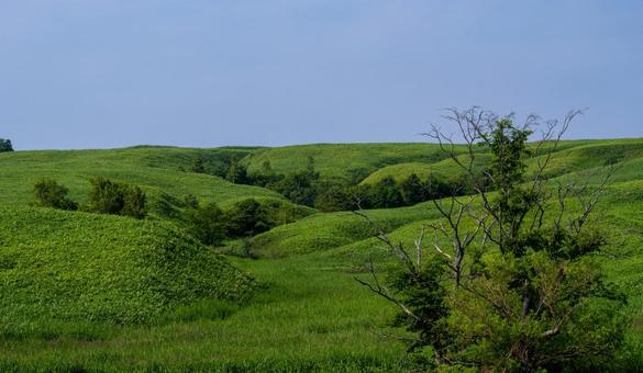 爽やかに丘が連なる緑の草原と森林 爽やかに丘が連なる緑の草原と森林 丘陵,草原,林の写真素材