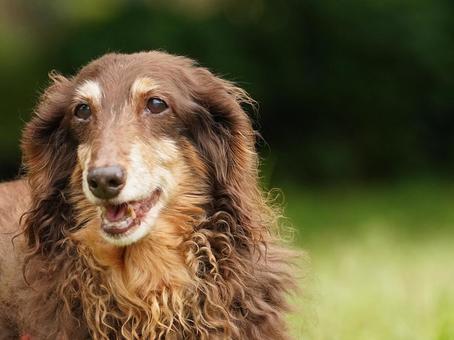 犬のポートレート 犬,ミニチュアダックス,ダックスフンドの写真素材