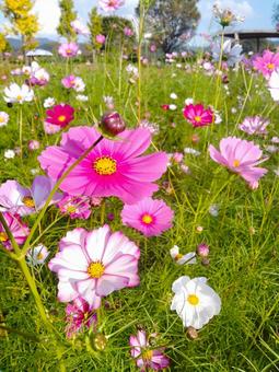 花 花の写真