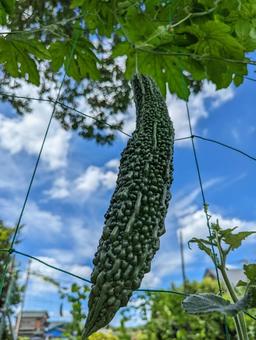 夏野菜 夏野菜 野菜,夏野菜,ゴーヤの写真素材
