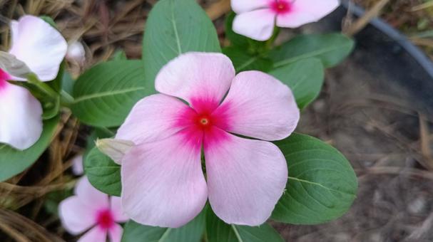 暑さに強い夏の花・日日草 暑さに強い夏の花・日日草の写真