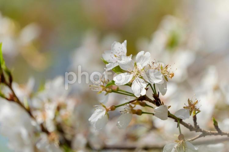 春風に揺れる白い花のクローズアップ 白,花,花びらの写真素材
