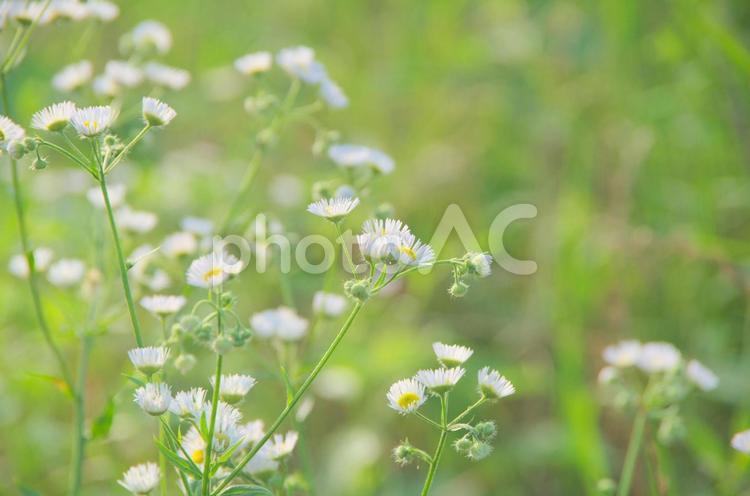 春の野原のイメージ 野原,原っぱ,草の写真素材