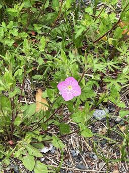 草 草,花,雑草の写真素材