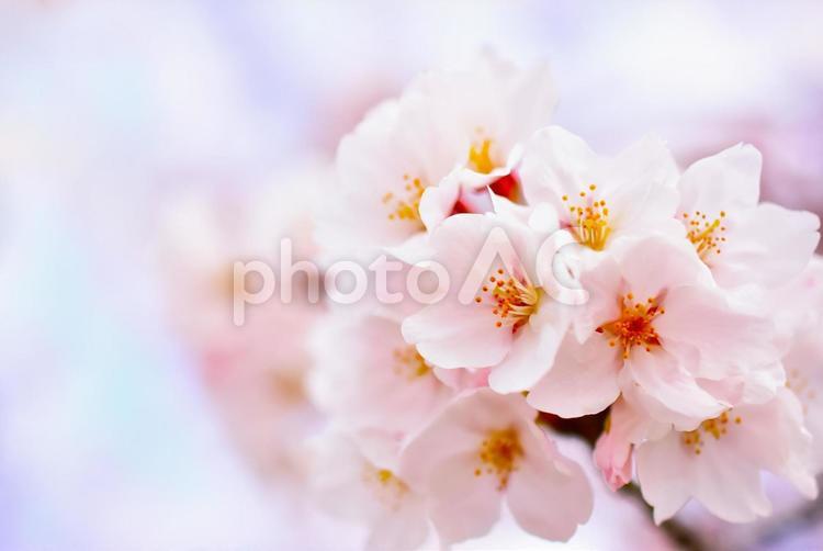 ピンクでかわいい満開の桜　春の背景素材 桜,春,しだれ桜の写真素材