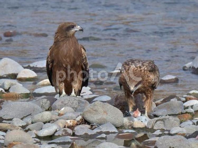 鳶 生物,生き物,野鳥の写真素材
