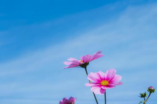 コスモスと青空 コスモス,花,秋イメージの写真素材