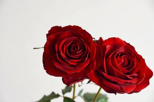 赤いばら 赤いばら 赤い薔薇,ばら,薔薇の写真素材