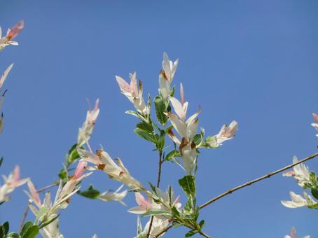 初夏の空に花開くイヌコリヤナギの花 初夏の空に花開くイヌコリヤナギの花の写真